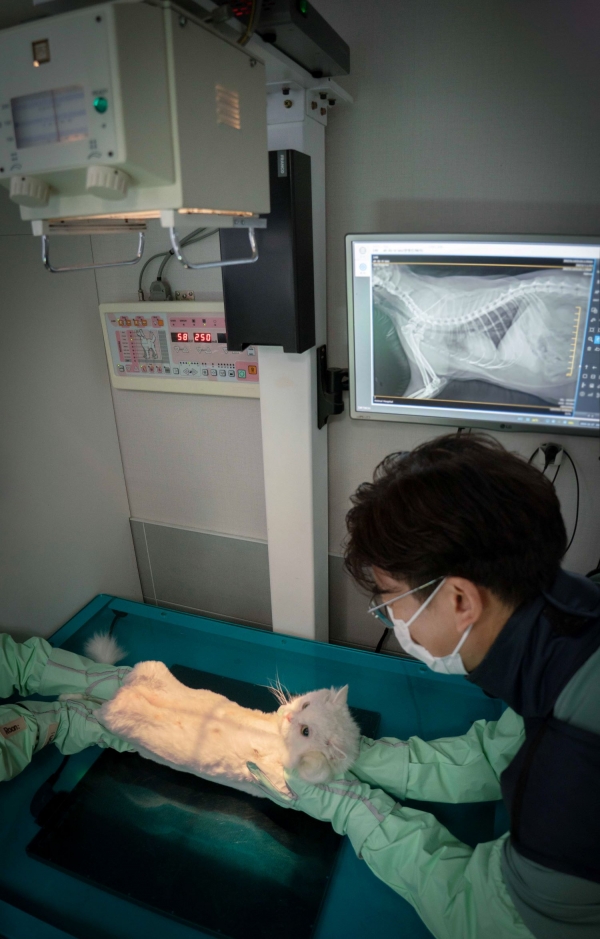 사진은 수도권 소재 동물병원에서 수의사가 엑스칼리버를 활용해 고양이의 엑스레이 사진을 판독하고 진료하는 모습이다. [SKT 제공]
