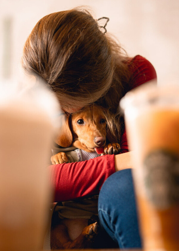 반려견 이미지 [픽셀스 제공]