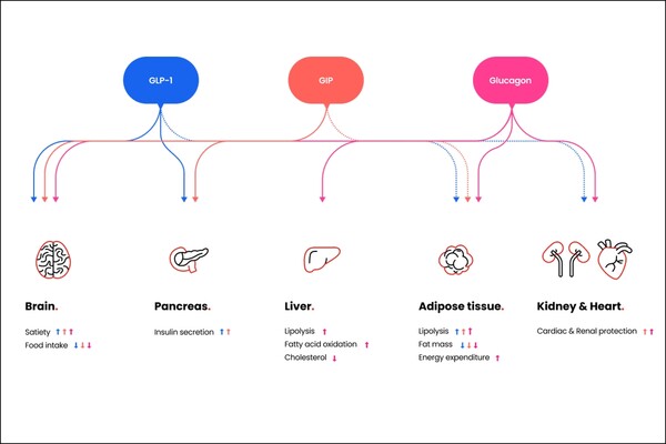 차세대 비만치료 삼중작용제 HM15275.