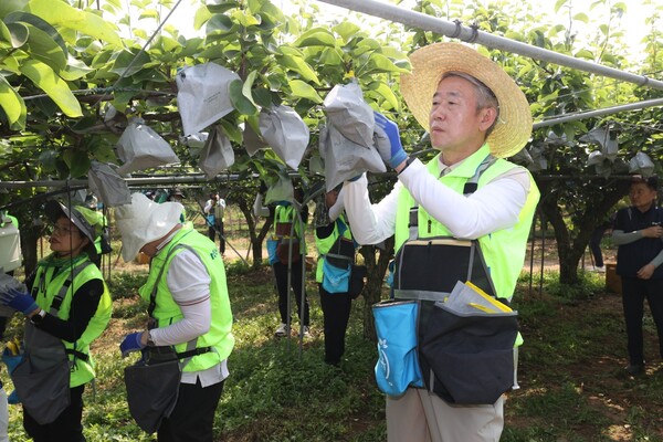 강호동 농협중앙회장과 중앙본부·경기지역본부 임직원들이 14일 경기도 안성시 대덕면 일대에서 배봉지 씌우기 작업을 벌이고 있다. [농협중앙회 제공]