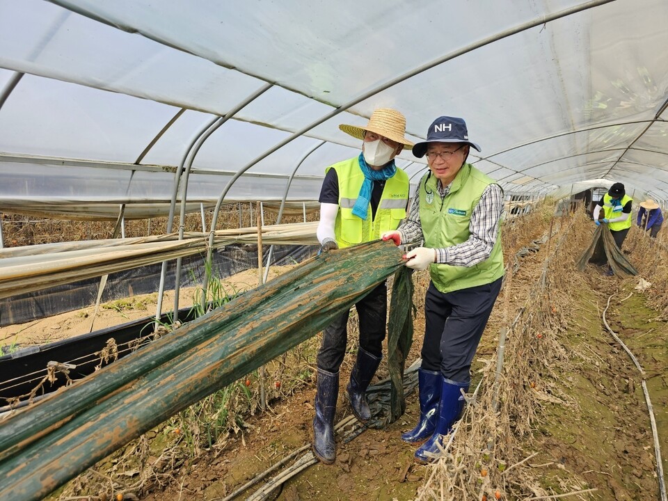 이동근 농업농촌지원본부장(왼쪽)과 이기선 농협유통 전무이사(오른쪽)가 충남 부여군의 농가를 방문하여 수해피해 농산물(토마토) 수거 및 폐비닐 수거 작업을 하고 있다. [농협 제공]