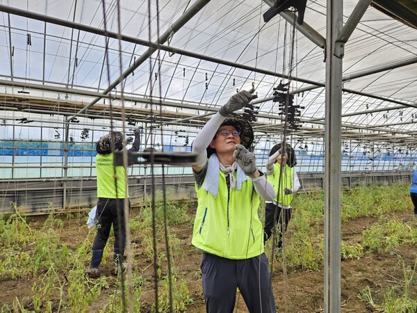 김길수 부행장(맨 앞)과 NH농협은행 여신심사부문 임직원들이 비닐하우스 시설물 정비작업을 진행하고 있다. [NH농협은행 제공]