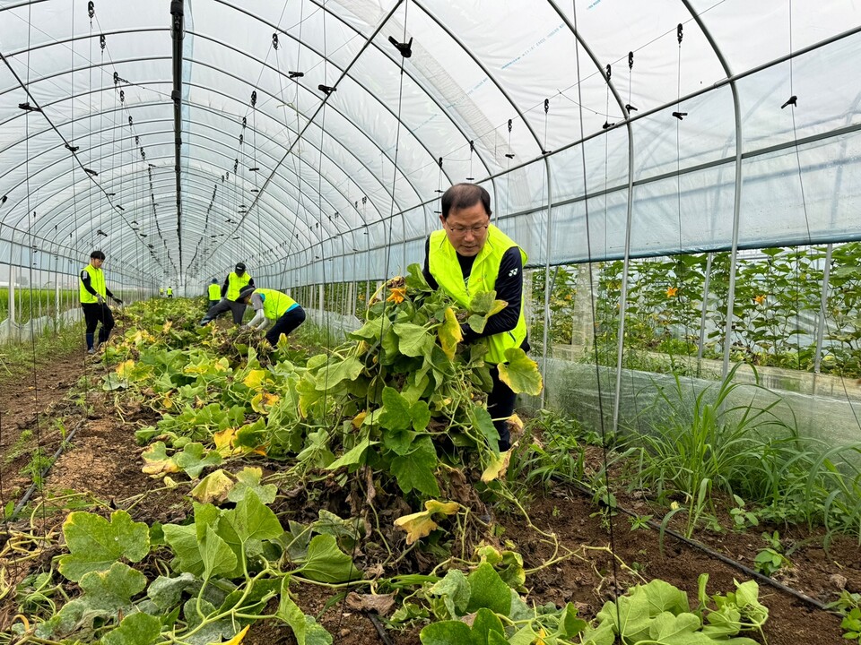 주영준 농협은행 경영지원부문 부행장(맨앞)과 임직원들이 농지 복구를 위해 호박넝쿨제거 작업을 하고 있다. [NH농협은행 제공]
