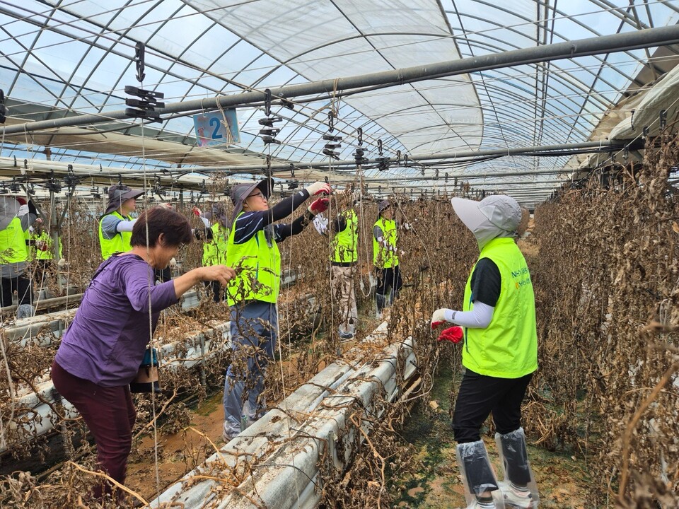 김용욱 투자상품·자산관리부문 부행장과 직원들이 수해복구 작업을 진행하고 있다. [NH농협은행 제공]