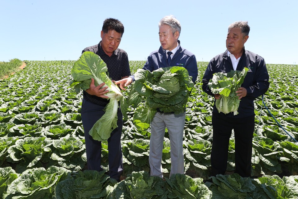 강호동 농협중앙회장(가운데)이 지난달 31일 강원 평창군 소재 배추 농가를 방문하여 생육 동향을 점검하고 농가 애로사항을 청취했다. [농협중앙회 제공]
