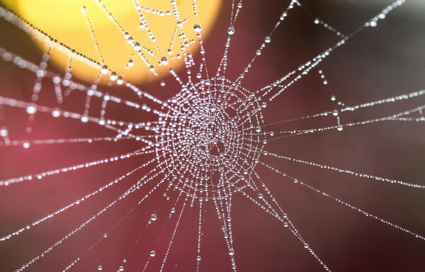 젖은 거미줄의 얽힌 연결고리가 촘촘하다. [픽셀스 제공] 
