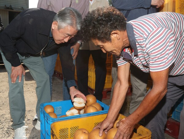 강호동 농협중앙회장(왼쪽)이 경남 진주 배 농가를 찾아 일소 피해를 입은 배를 살펴보고 있다 [농협중앙회 제공]