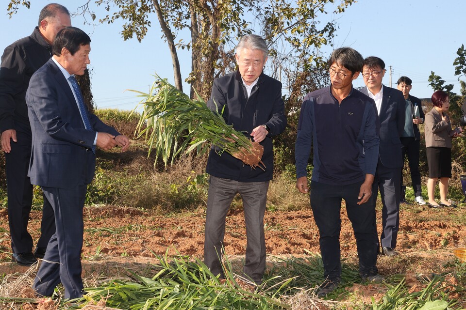 지난 7일 전북 익산 생강 재배농가를 찾은 강호동 농협중앙회장(가운데)이 생육상황을 점검하고 있다. [농협중앙회장 제공]