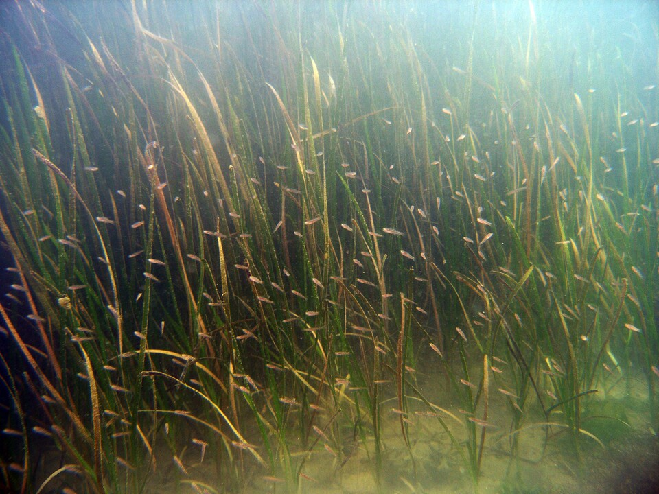 KB국민은행은 경상남도 사천시 연안에 바다숲 조성을 완료했다. [KB국민은행 제공]