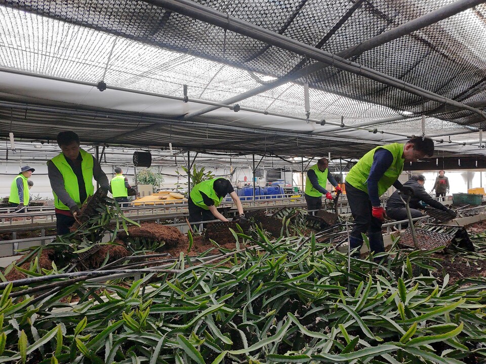 농협 상호금융 임직원 50여 명이 폭설 피해를 입은 충청북도 음성군 일대를 찾아 피해복구를 위한 지원작업을 실시했다. [농협 제공]