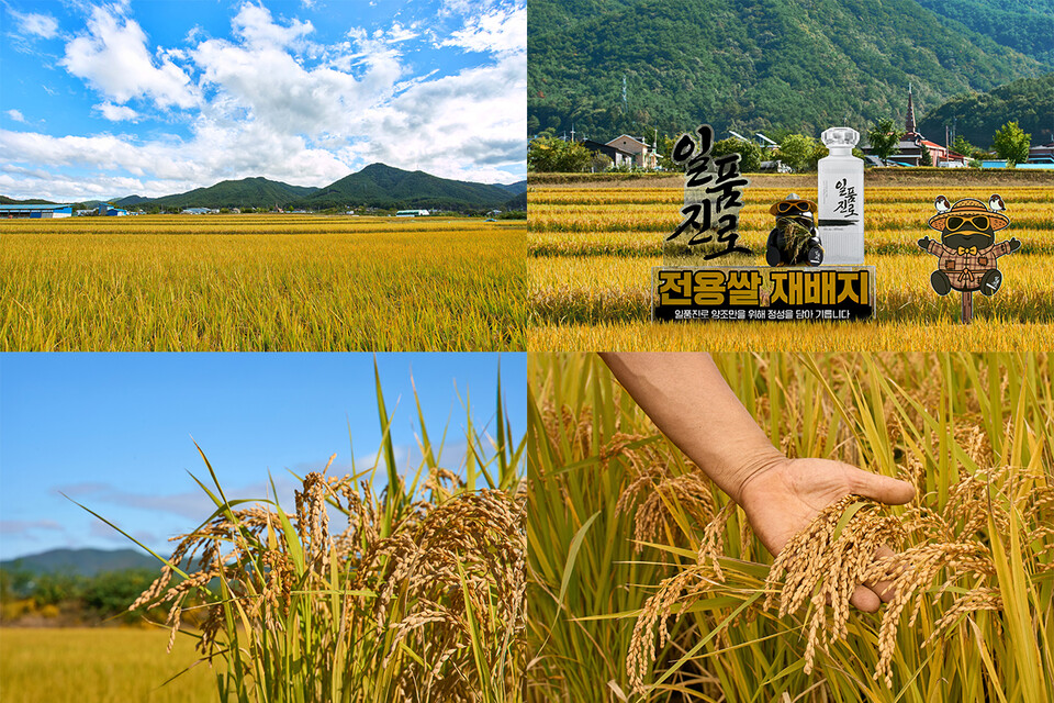 강원도 홍천군 일품진로쌀 재배지. [하이트진로 제공]