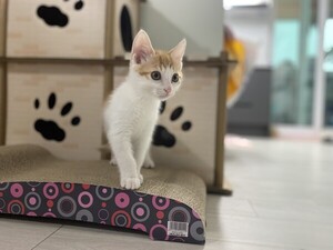 국회 문턱 넘은 '펫산업 육성법'...보람상조 '토털 펫 생태계' 구축 탄력 - 뉴스 썸네일 이미지